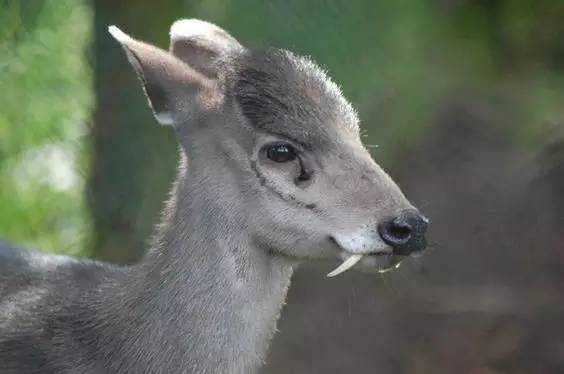 The Black Muntjac: A Rare and Elusive Deer Species with Unique Physical Traits
