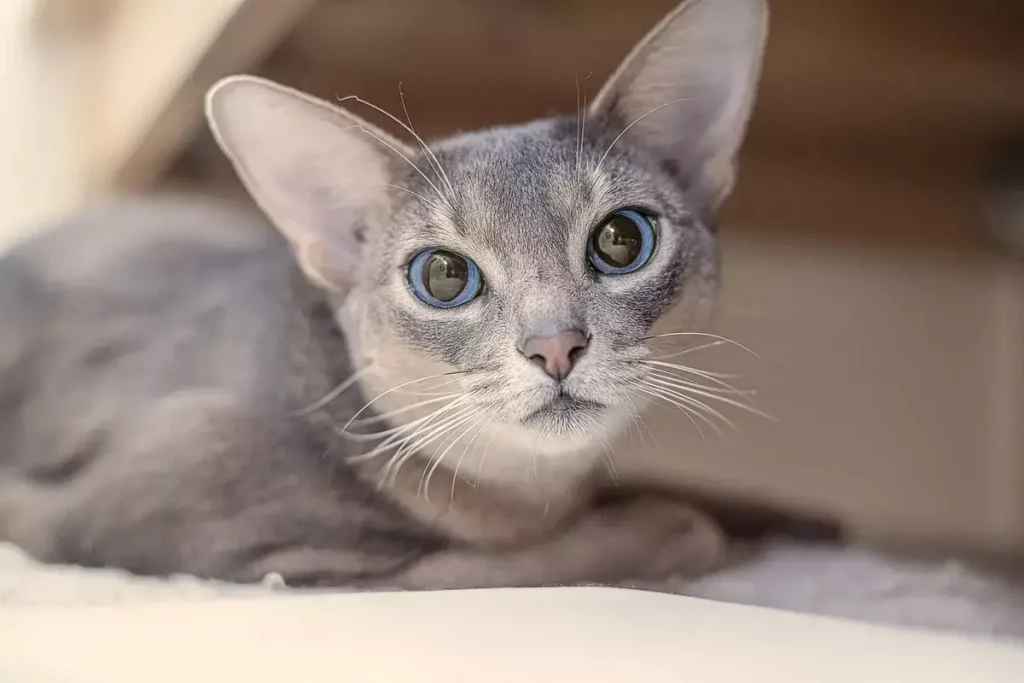Mysterious Origins and Majestic Grace: The Enigmatic Allure of the Abyssinian Cat